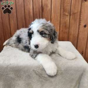 Mason, Bernedoodle Puppy